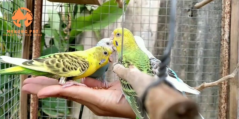 Khám Phá Thế Giới Vẹt Yến Phụng: Bạn Đồng Hành Tuyệt Vời!